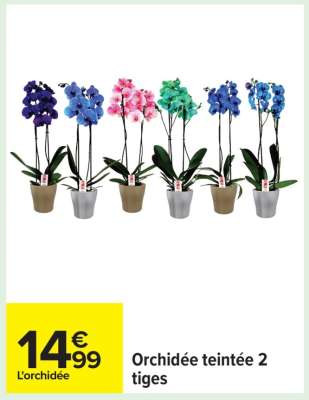 Orchidée teintée 2 tiges