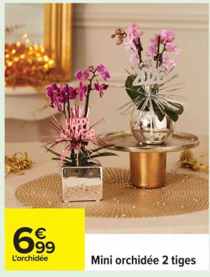 Mini orchidée 2 tiges