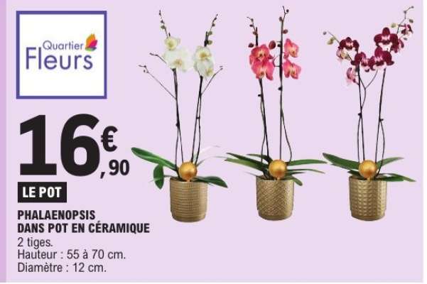 PHALAENOPSIS DANS POT EN CÉRAMIQUE