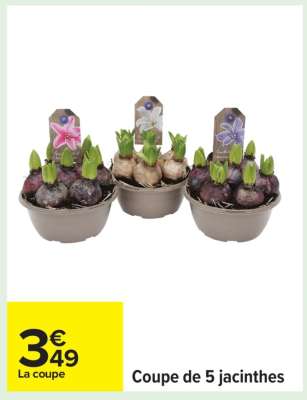 Coupe de 5 jacinthes