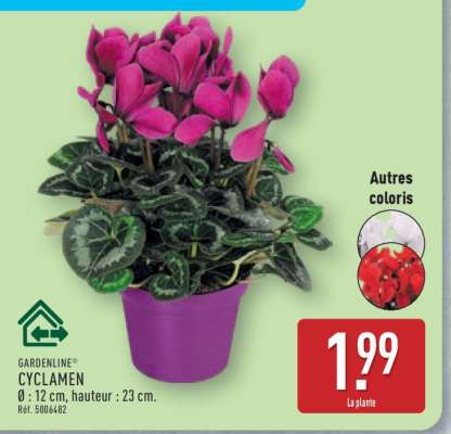 GARDENLINE® CYCLAMEN