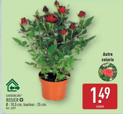 GARDENLINE ROSIER