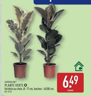 Plante verte