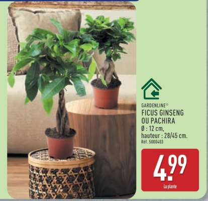 Ficus Ginseng ou Pachira