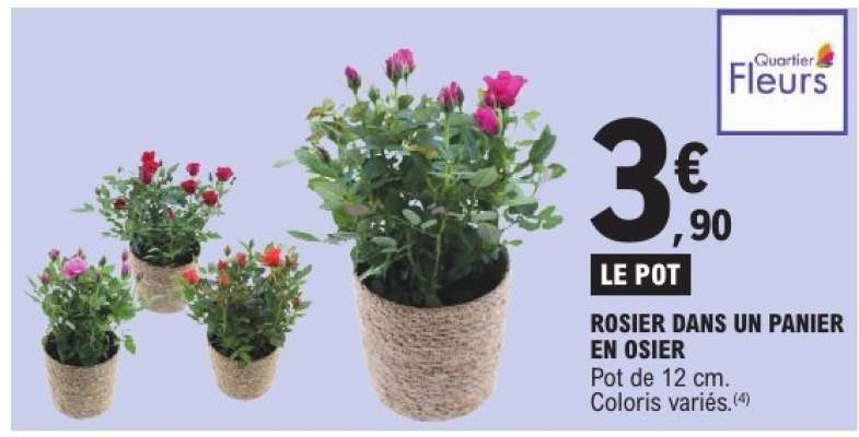 Rosier dans un panier en osier