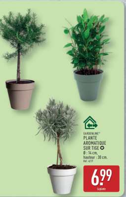 GARDENLINE PLANTE AROMATIQUE SUR TIGE