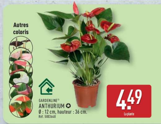 GARDENLINE ANTHURIUM