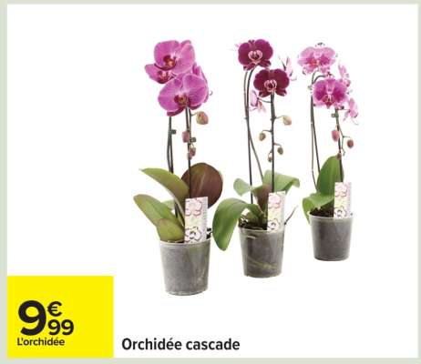 Orchidée cascade