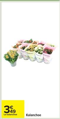 Kalanchoé