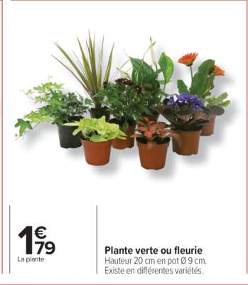Plante verte ou fleurie