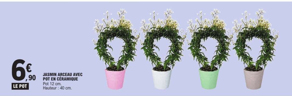 JASMIN ARCEAU AVEC POT EN CERAMIQUE