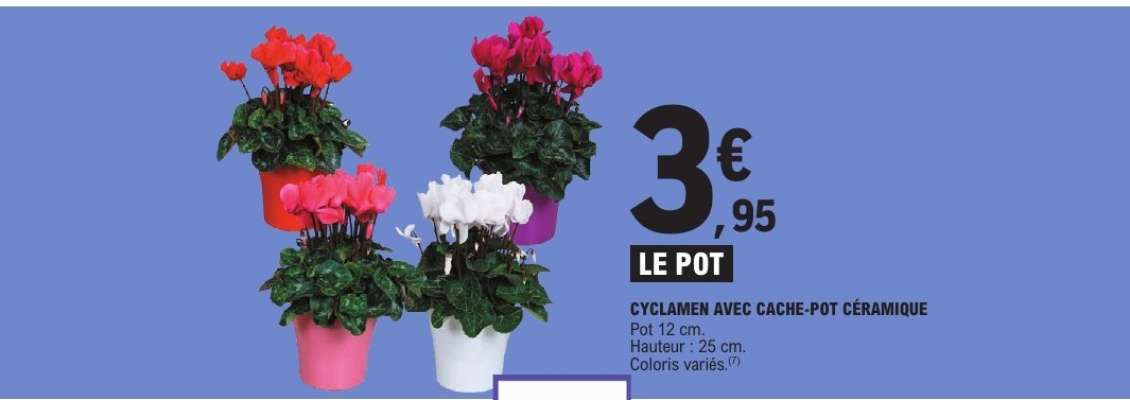 Cyclamen avec cache-pot céramique