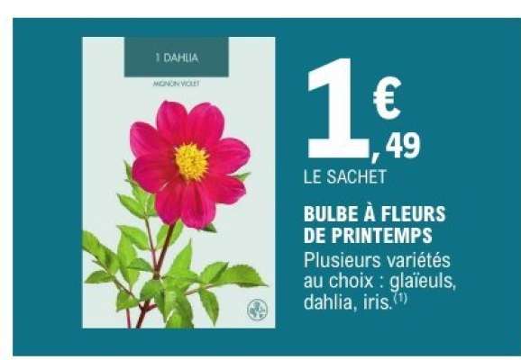 Bulbe à fleurs de printemps