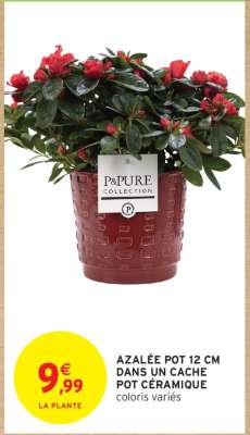 AZALÉE POT 12 CM DANS UN CACHE POT CÉRAMIQUE