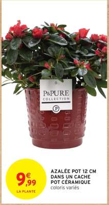 Azalée Pot 12 cm