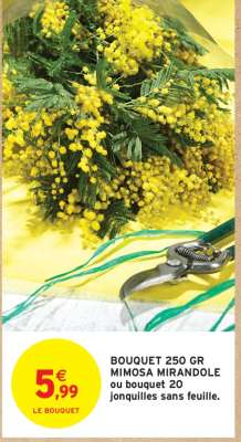 BOUQUET 250 GR MIMOSA MIRANDOLE