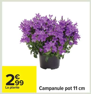Campanule pot 11 cm