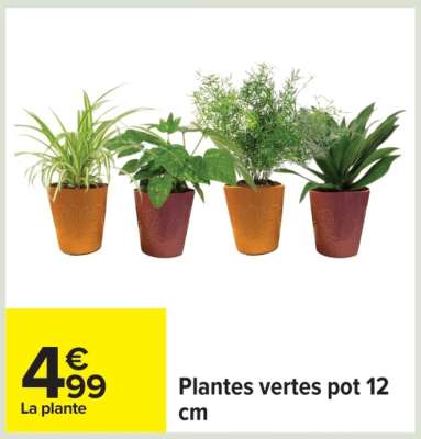 Plantes vertes pot 12 cm
