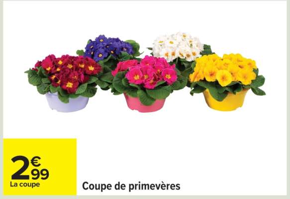 Coupe de primevères