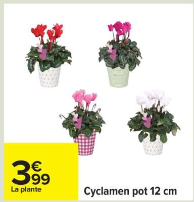 Cyclamen pot 12 cm