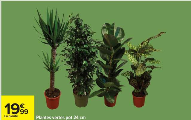 Plantes vertes pot 24 cm