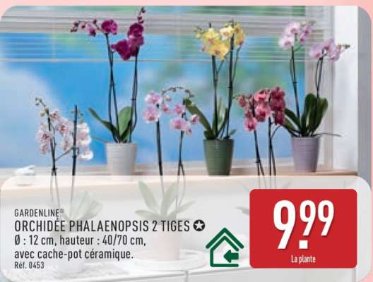 ORCHIDÉE PHALAENOPSIS 2 TIGES