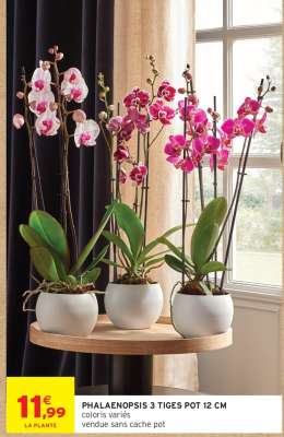 PHALAENOPSIS 3 TIGES POT 12 CM