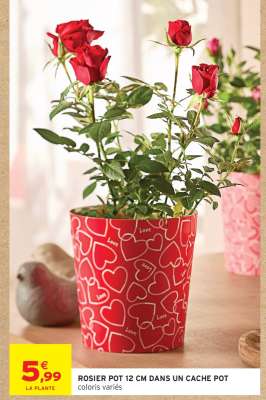 ROSIER POT 12 CM DANS UN CACHE POT
