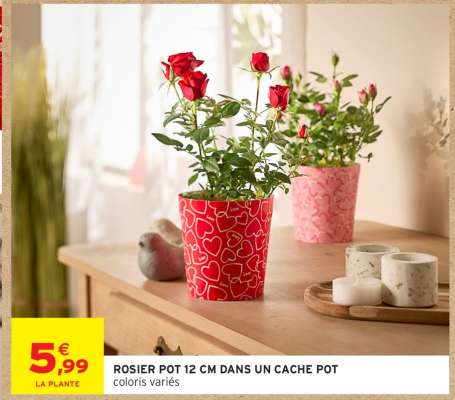 ROSIER POT 12 CM DANS UN CACHE POT