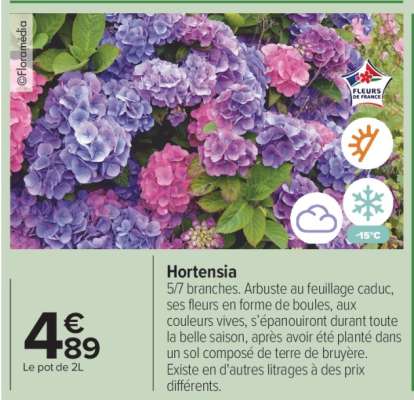 Hortensia