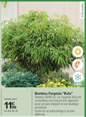 Bambou fargésia rufa