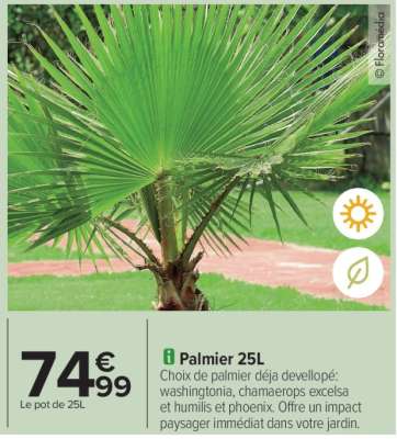 Palmier 25L