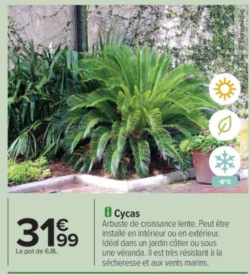 Cycas