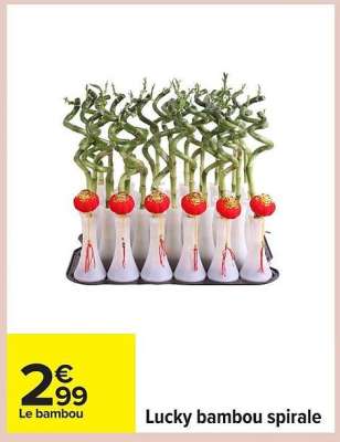 Lucky bambou spirale