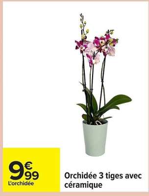 Orchidée 3 tiges avec céramique