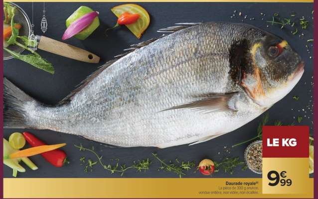 Daurade royale