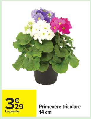 Primevère tricolore