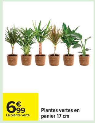 Plantes vertes en panier 17 cm