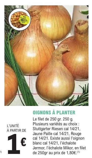 OIGNONS À PLANTER