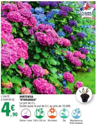 HORTENSIA 'HYDRANGEA'