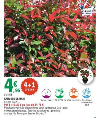 ARBUSTE DE HAIE