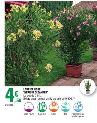 LAURIER ROSE 'NERIUM OLEANDER'