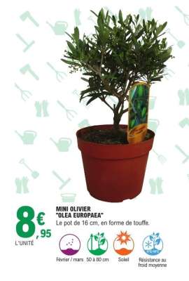 MINI OLIVIER "OLEA EUROPAEA"