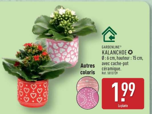 GARDENLINE® KALANCHOE