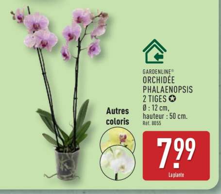 GARDENLINE ORCHIDÉE PHALAENOPSIS 2 TIGES