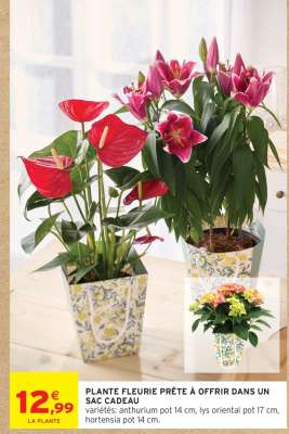 PLANTE FLEURIE PRÊTE À OFFRIR DANS UN SAC CADEAU