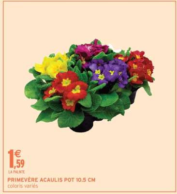 PRIMEVÈRE ACAULIS POT 10.5 CM