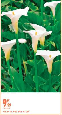 ARUM BLANC POT 19 CM