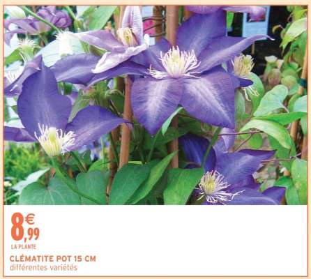CLÉMATITE POT 15 CM