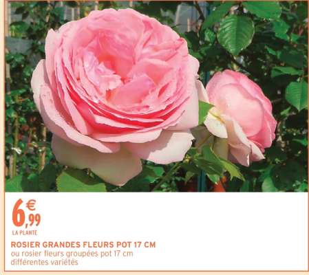 ROSIER GRANDES FLEURS POT 17 CM